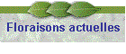 Floraisons actuelles
