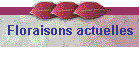 Floraisons actuelles